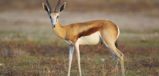 أين يعيش ظبي الإدمي