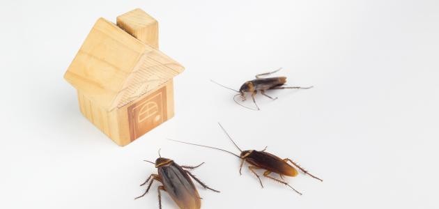 سبب وجود الصراصير في المنزل