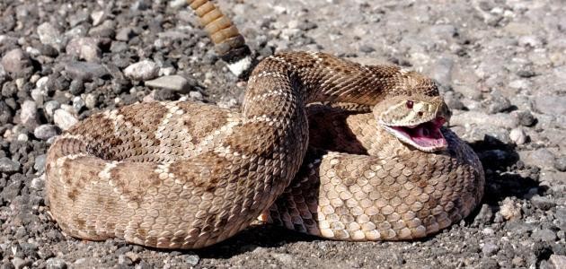 أين توجد حاسة الشم فى الثعبان