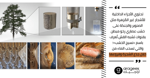 لأن الحاجة أم الاختراع: غصون الأشجار في معدات منخفضة التكلفة ومتاحة لتنقية المياه لأن الحاجة أم الاختراع: غصون الأشجار في معدات منخفضة التكلفة ومتاحة لتنقية المياه