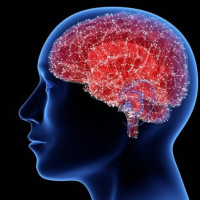 ذاكرة الانسان ذاكرة الانسان
