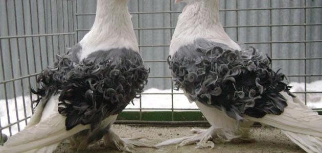 أجمل الحمام