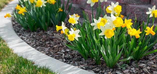 ابيات تتحدث عن جمال الربيع ابيات تتحدث عن جمال الربيع