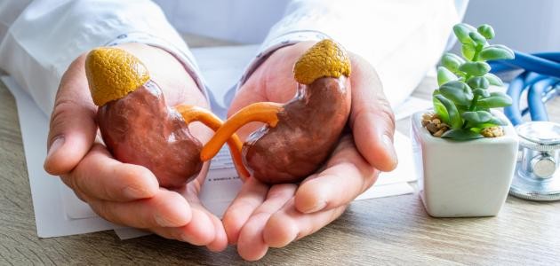 تنظيم هرمونات الغدة فوق كظرية تنظيم هرمونات الغدة فوق كظرية