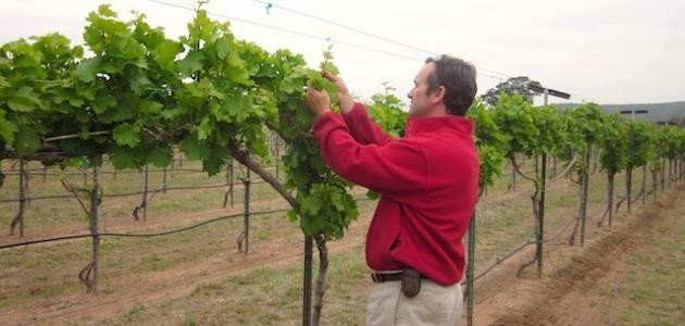 تقليم العنب تقليم العنب