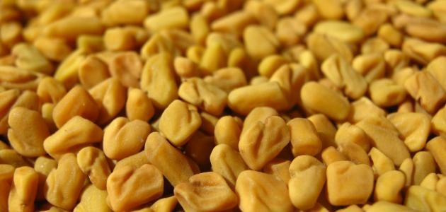 حبوب الحلبة للتسمين حبوب الحلبة للتسمين
