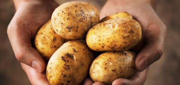 فوائد البطاطا فوائد البطاطا