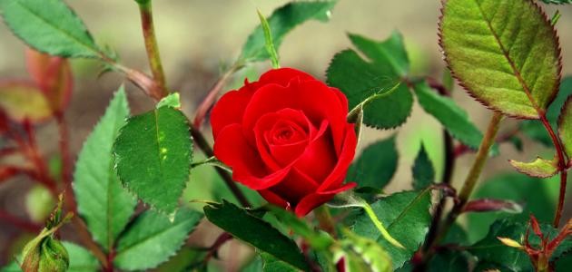 اشعار حب نزار قباني اشعار حب نزار قباني