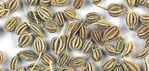 فوائد بذرة الخلة فوائد بذرة الخلة