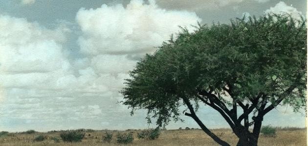 ما هو الطلح ما هو الطلح