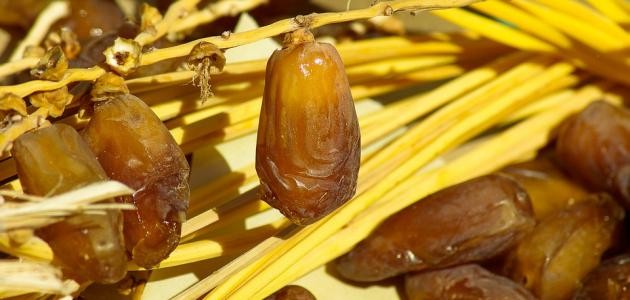 فوائد نواة التمر فوائد نواة التمر