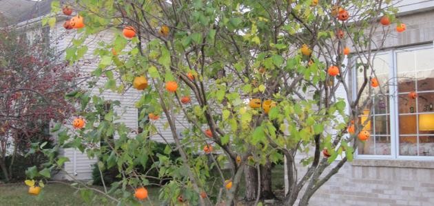 ما هى شجرة اليقطين