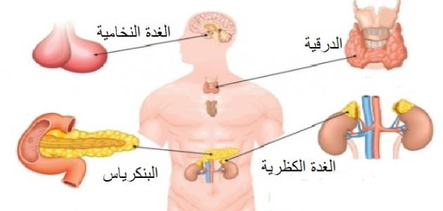 ما هي الغدد الصماء ما هي الغدد الصماء