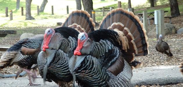 تربية الديك الرومي تربية الديك الرومي