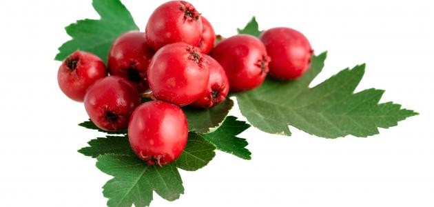 فوائد عشبة الزعرور فوائد عشبة الزعرور