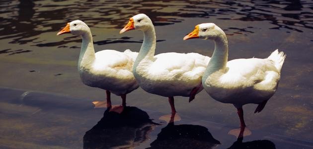 ما هي أصوات الطيور ما هي أصوات الطيور