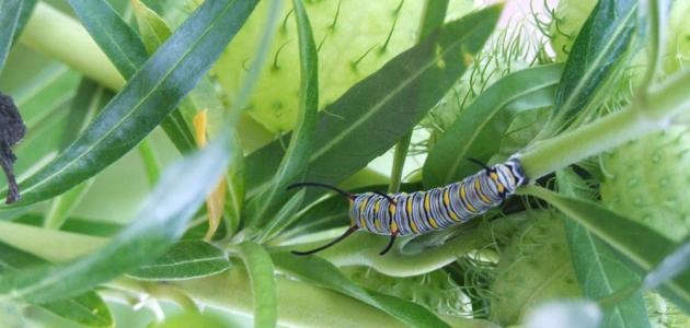 تفسير الدود في الحلم تفسير الدود في الحلم