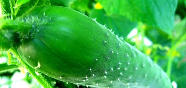 ما هو نبات القثاء ما هو نبات القثاء