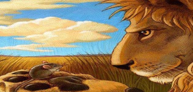 قصة الفأر و الأسد قصة الفأر و الأسد