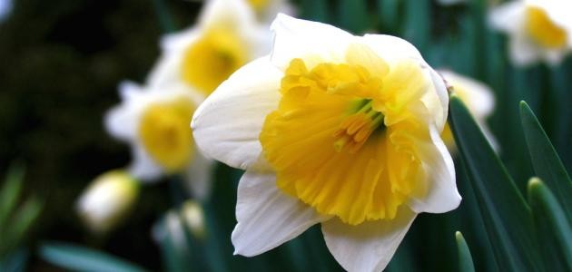 ما معنى النرجس ما معنى النرجس