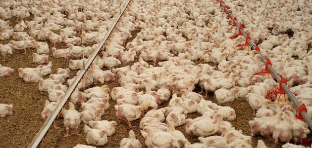 تربية الدجاج اللاحم تربية الدجاج اللاحم