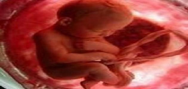 أطوار خلق الإنسان أطوار خلق الإنسان