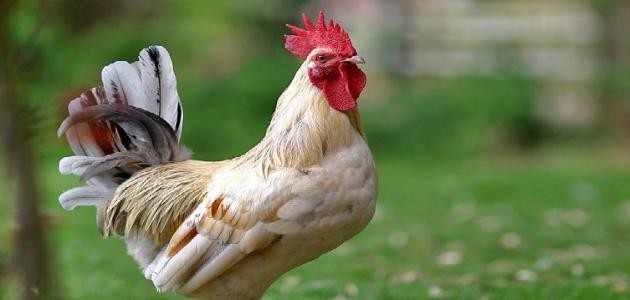 لماذا يصيح الديك لماذا يصيح الديك