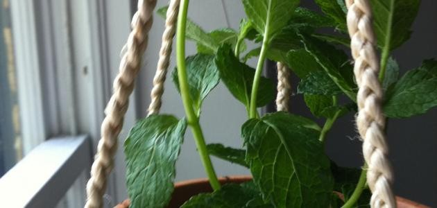 كيف ازرع النعناع في المنزل كيف ازرع النعناع في المنزل