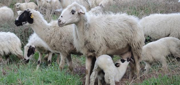 تربية المواشي في مصر تربية المواشي في مصر