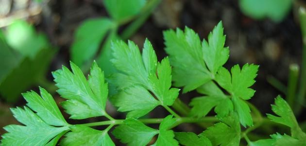 ما فوائد البقدونس ما فوائد البقدونس