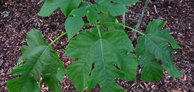 فوائد ورق التوت فوائد ورق التوت