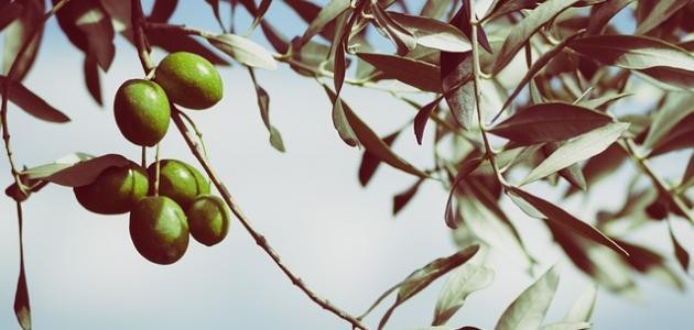 كيف أحب وطني