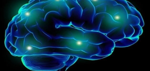 كيف يعمل الدماغ كيف يعمل الدماغ