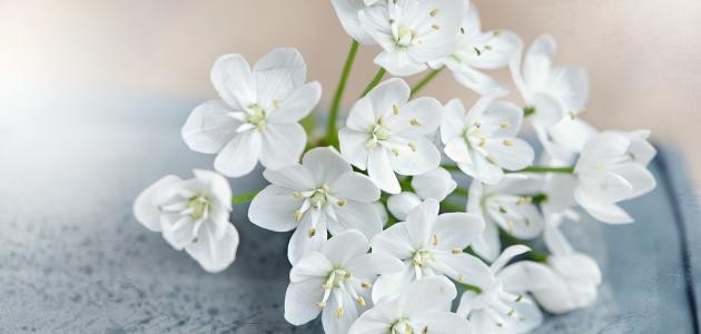 ماذا تعني الوردة البيضاء ماذا تعني الوردة البيضاء