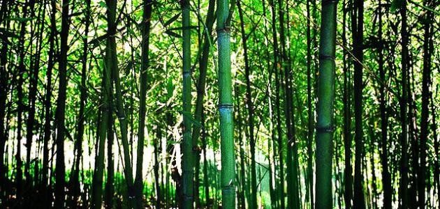 كيفية الاعتناء بنبات البامبو كيفية الاعتناء بنبات البامبو