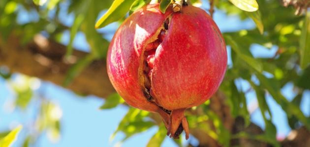 كيفية زراعة الرمان