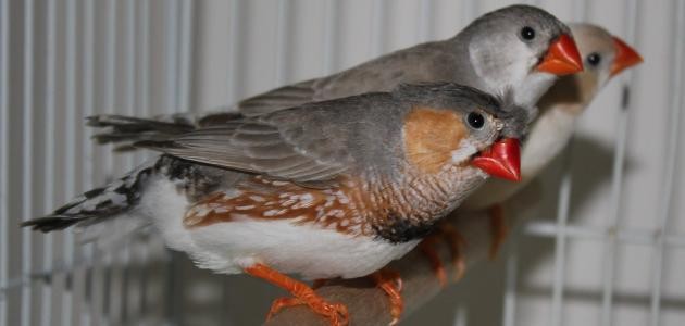 كيفية تربية عصافير الزيبرا كيفية تربية عصافير الزيبرا