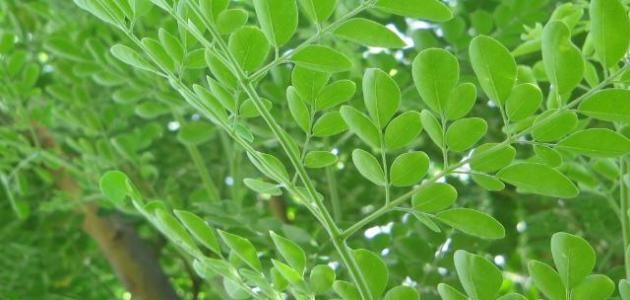 فوائد عشبة المورينجا للتخسيس فوائد عشبة المورينجا للتخسيس
