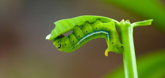 تنوع الأوساط البيئية تنوع الأوساط البيئية
