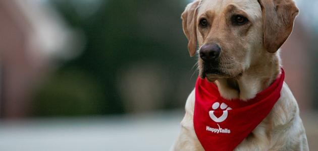 كيفية تربية الكلاب كيفية تربية الكلاب