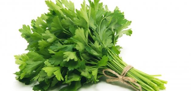 ما هي فوائد البقدونس ما هي فوائد البقدونس