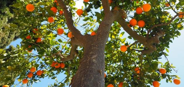 كيفية زراعة الحمضيات كيفية زراعة الحمضيات