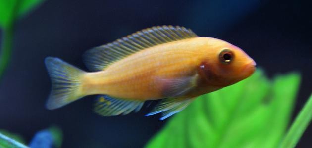 كيف أعتني بسمك الزينة