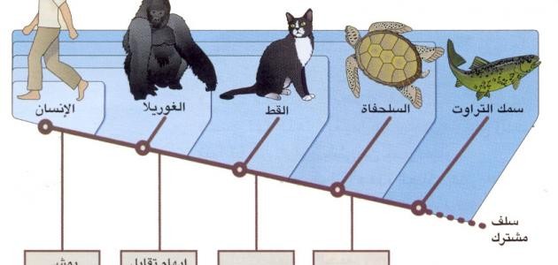 جهود العلماء في تصنيف الحيوانات