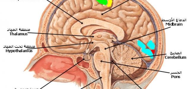 ما وظيفة قشرة المخ ما وظيفة قشرة المخ