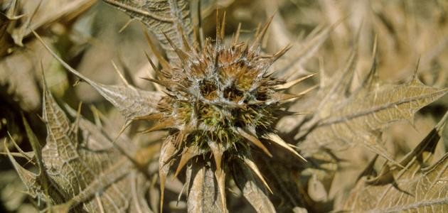 ما هو نبات العكوب ما هو نبات العكوب