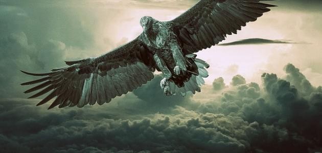 ما هو طائر الرخ ما هو طائر الرخ