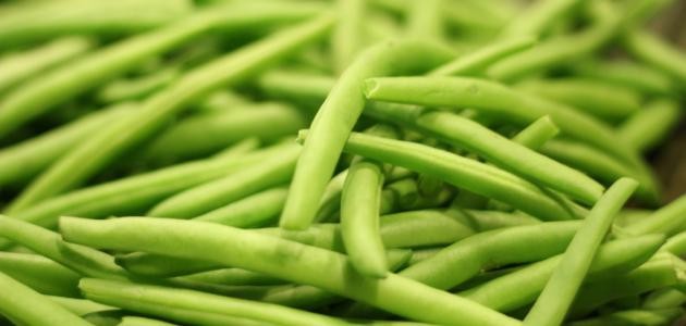 كيفية زراعة الفاصوليا كيفية زراعة الفاصوليا