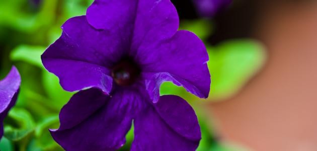 ما هي زهرة البنفسج ما هي زهرة البنفسج