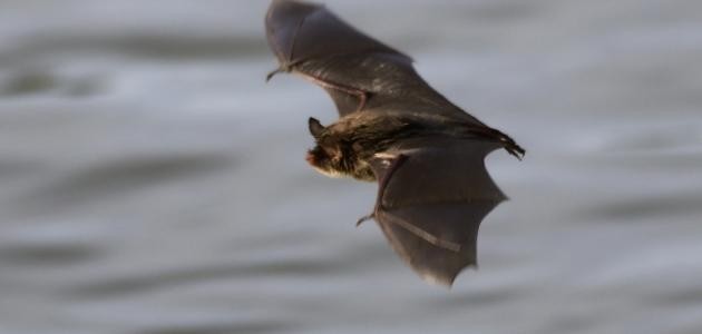 كيف يولد الخفاش كيف يولد الخفاش